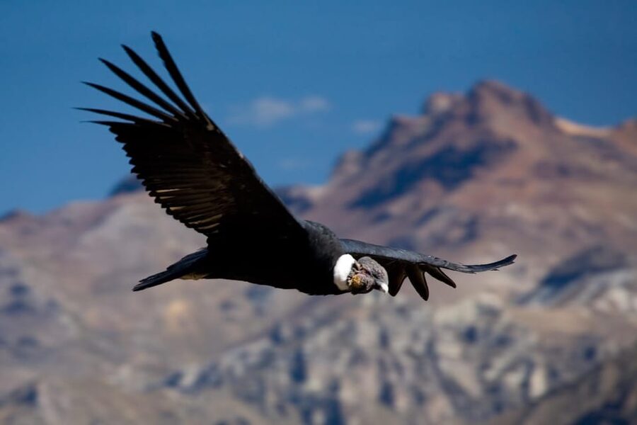 From Arequipa: Colca Canyon Full-Day Guided Tour with Meals - Cruz del Cóndor (Mirador): where condors are the whole point