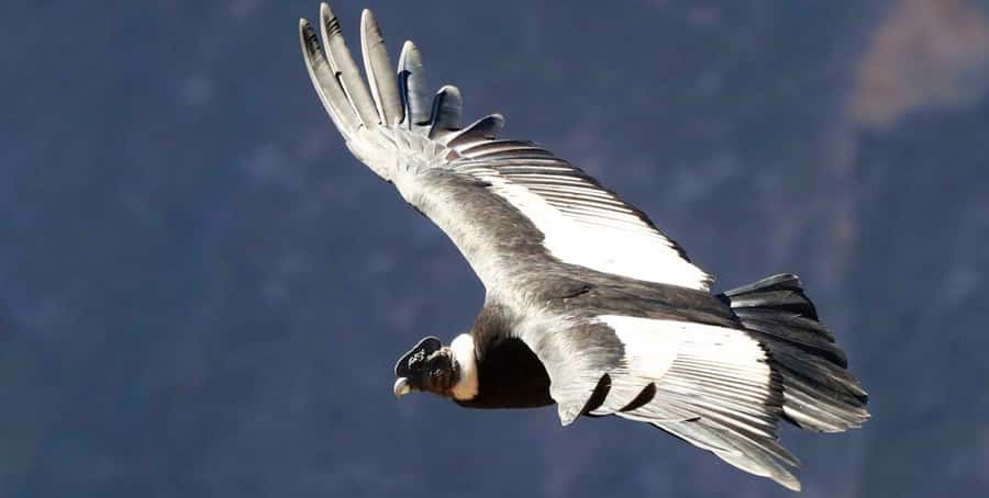 From Arequipa: Colca Canyon Full-Day Tour with Breakfast - What to bring (so you’re not miserable by 9 AM)