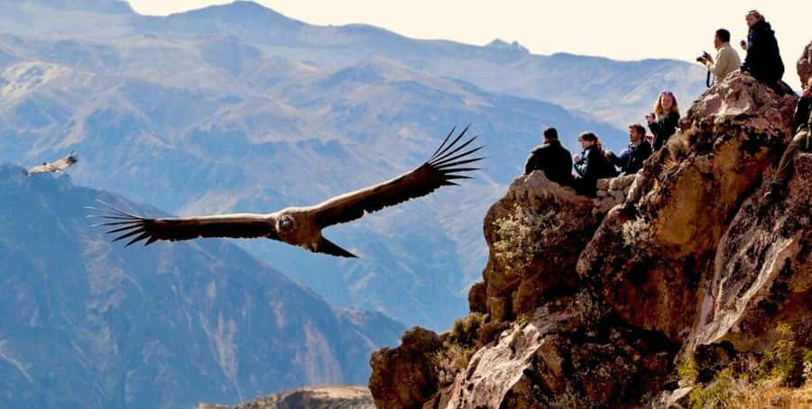 From Arequipa: Colca Canyon Full-Day Tour with Breakfast - Breakfast in Chivay: fuel up before the cold canyon air