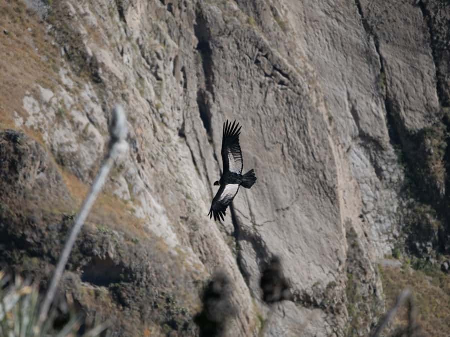 From Arequipa: Colca Canyon & La Calera Thermal Waters - Key Points at a Glance