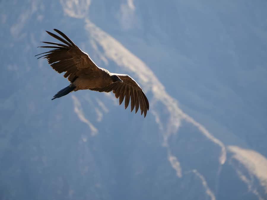 From Arequipa: Colca Canyon & La Calera Thermal Waters - Watching Condors From the Chivay Viewpoint