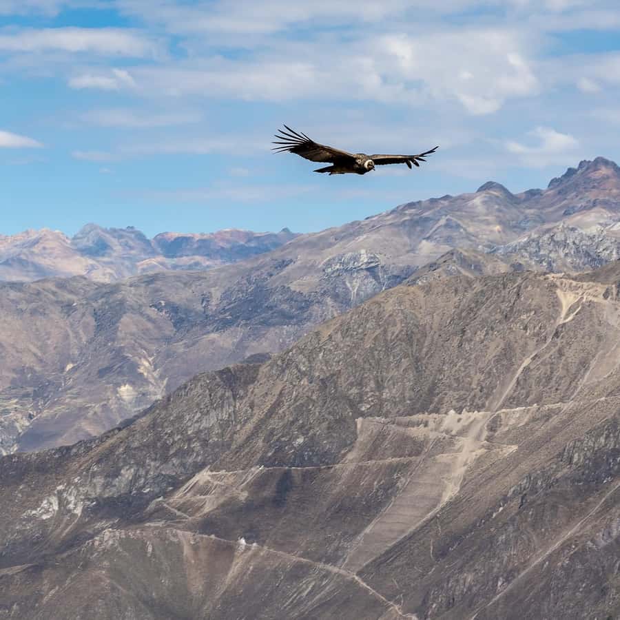 From Arequipa: Colca Canyon & La Calera Thermal Waters - Price and What You Pay at the End: $66 Plus Tickets