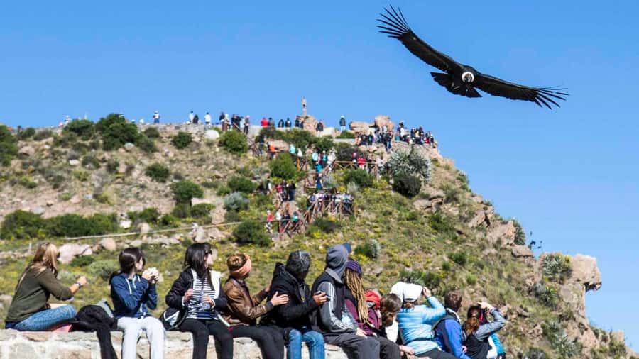 From Arequipa: Full Day Colca Canyon Tour - Why this Colca Canyon day starts before sunrise
