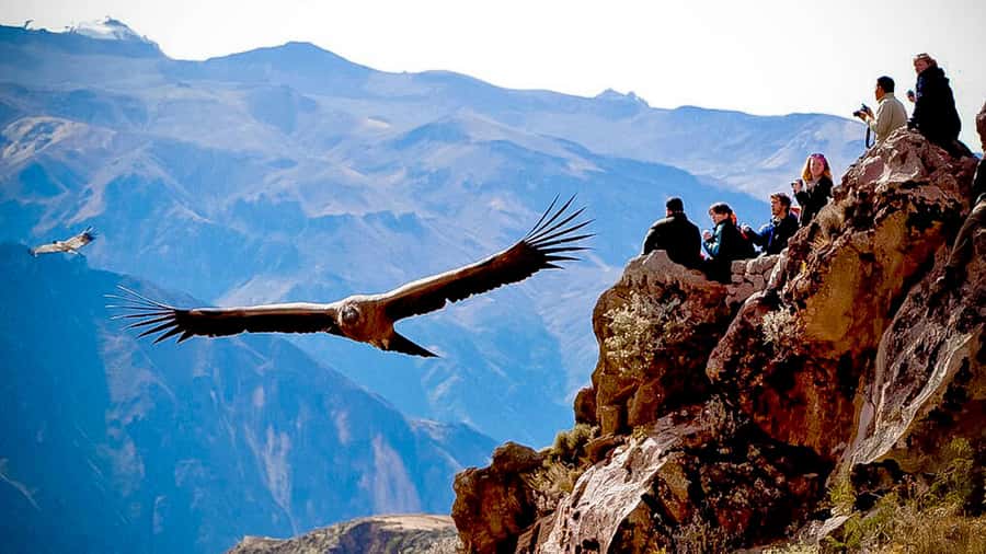 From Arequipa: Full Day Colca Canyon Tour - Price and logistics: what $53 covers, and what costs extra