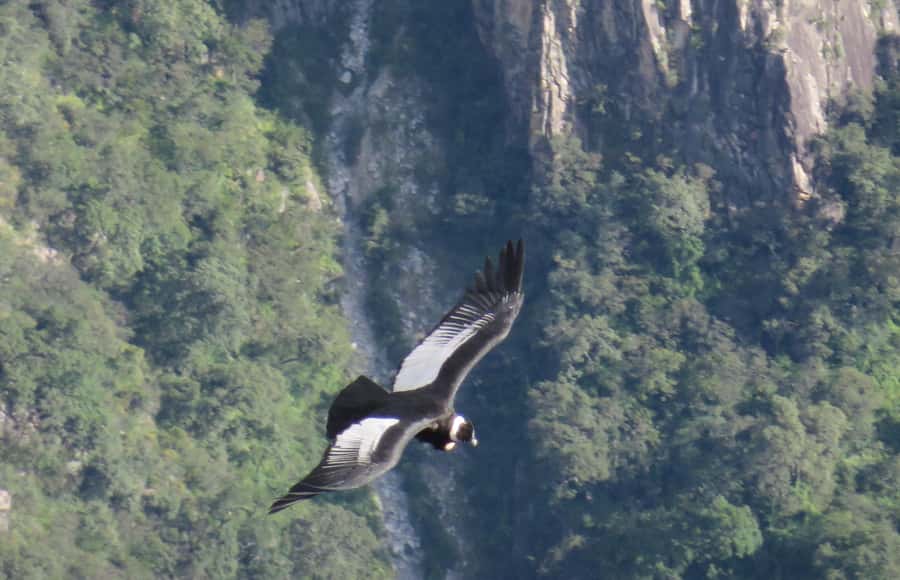 From Arequipa: Full Day Tour of Colca Canyon with Meals - A practical way to do Colca Canyon without an overnight trek