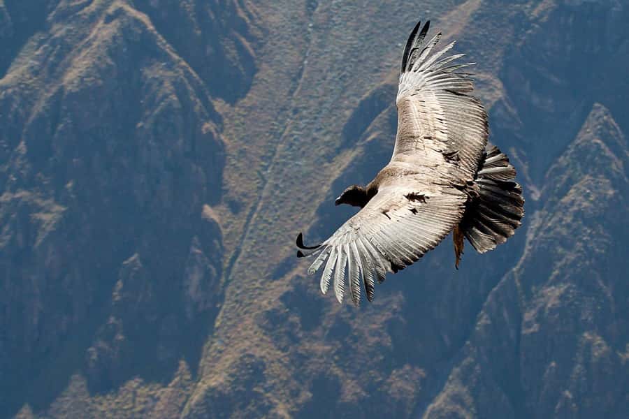 From Arequipa: Full Day Tour of Colca Canyon with Meals - Colonial church towns on the return: Pinchollo, Maca, and Yanque