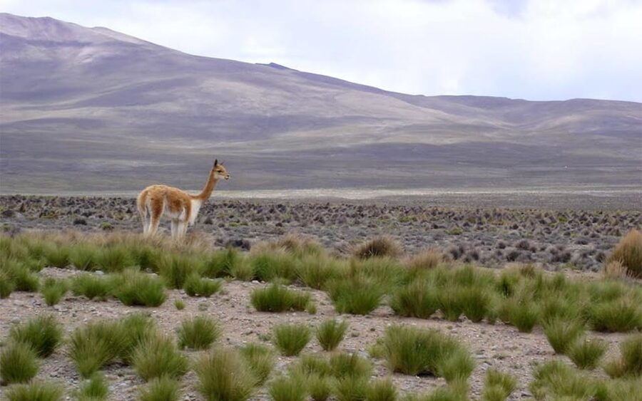 From Arequipa: Fullday Tour Colca Canyon + Transfer To Puno - Price and value: what $56 covers, and what you pay on top