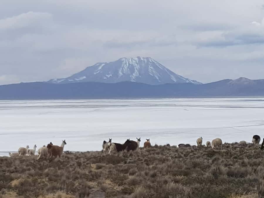 From Arequipa: Salinas Lagoon Full-Day Trip with Hot Springs - Why This Salinas Lagoon and Hot Springs Day Trip Works