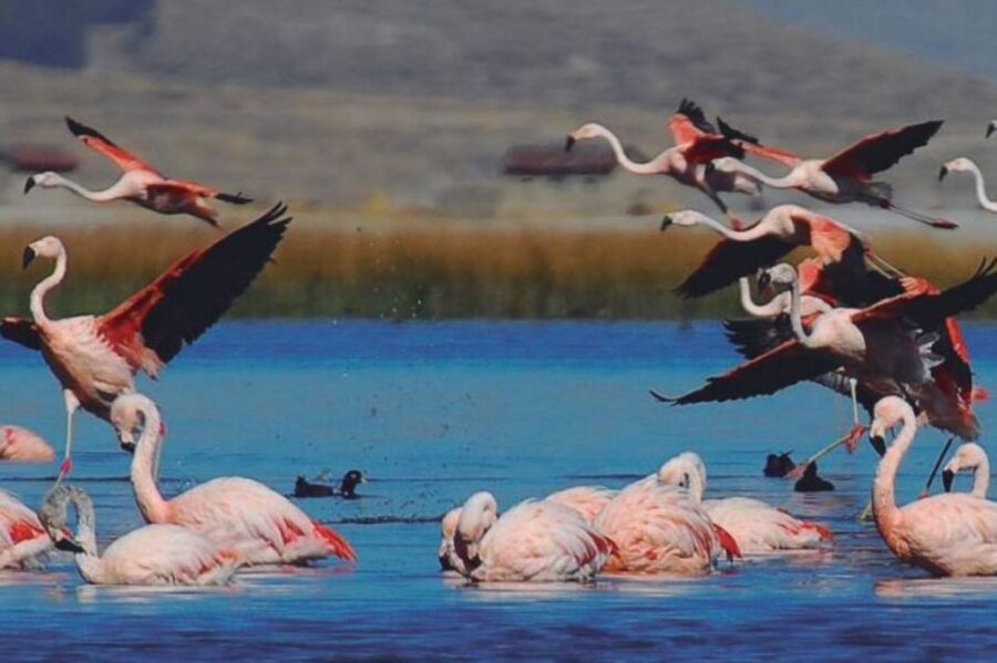 From Arequipa: Salinas Lagoon Full-Day Trip with Hot Springs - The Big Moment: Laguna de Salinas, Flamingos, and Volcano Views at 4,300 m