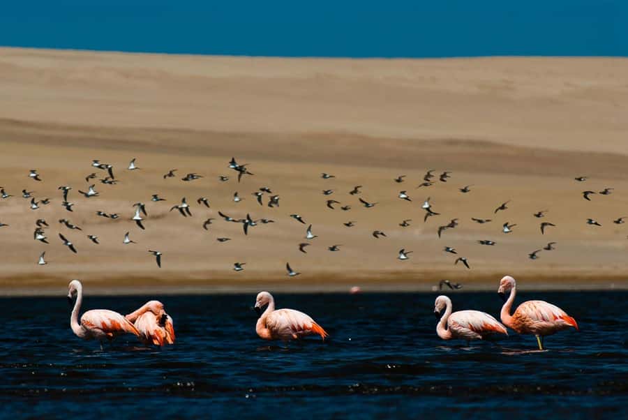 From Arequipa: Salinas Lagoon Full-Day Trip with Hot Springs - Lojen Hot Springs and the Mini Volcano: Why Warm Water Feels Like a Reset