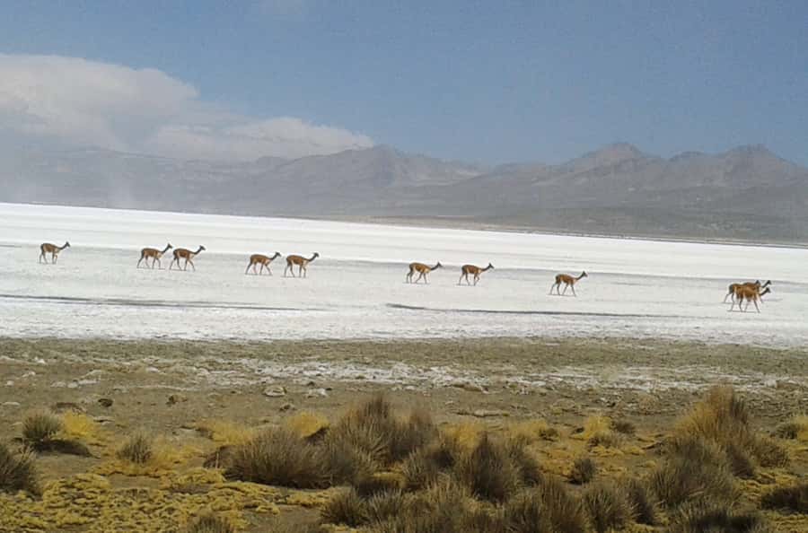 From Arequipa: Salinas Lagoon Full-Day Trip with Hot Springs - Price, Extras, and Real Value for $49