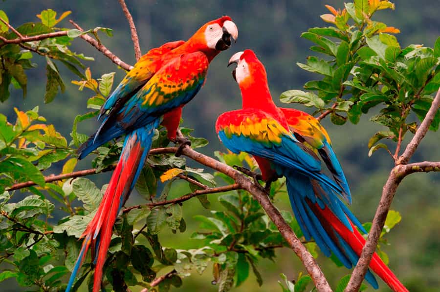 From Cusco: 4-Day Manu National Park Guided Tour - Key things that make this Manu tour work