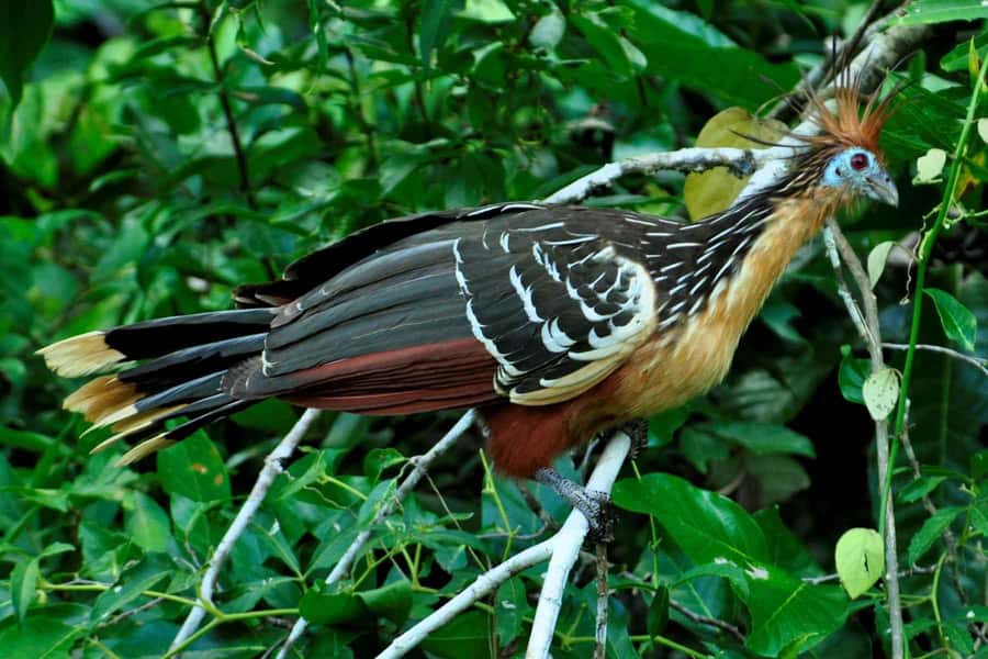 From Cusco: 4-Day Manu National Park Guided Tour - Price and value for a 4-day Manu guided experience