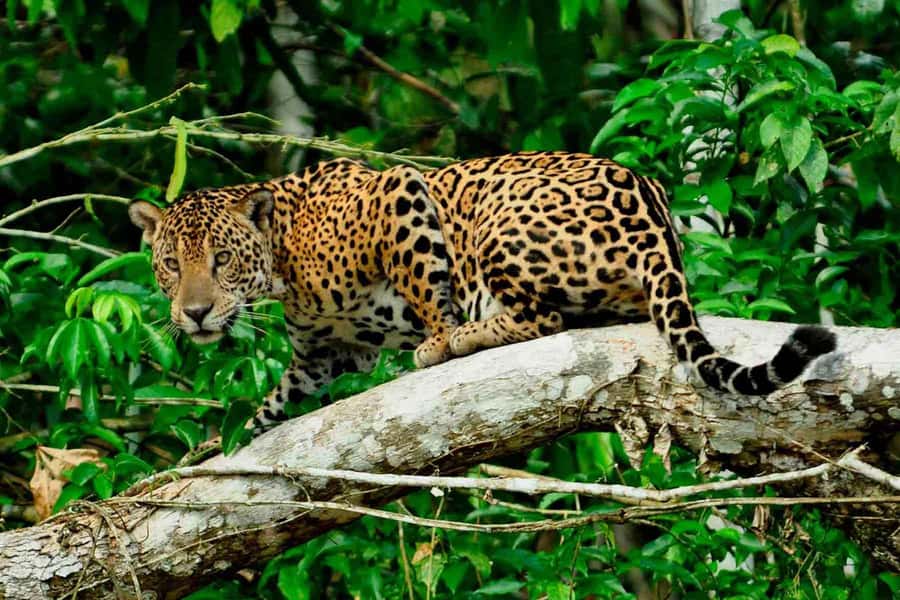 From Cusco: 4-Day Manu National Park Guided Tour - Day 1 lunch stop in the cloud forest: why it matters