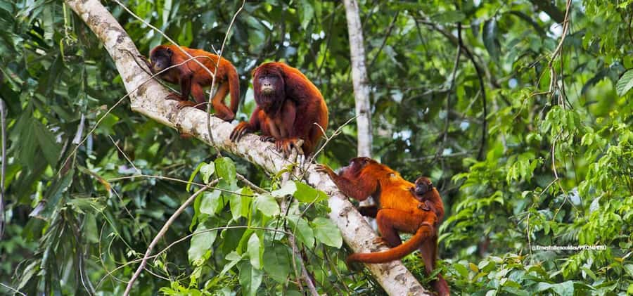 From Cusco: 4-Day Manu National Park Guided Tour - Day 3: Parrot clay lick, 2.5 to 3 hour forest hike, Machuwasi Lake, then night walk