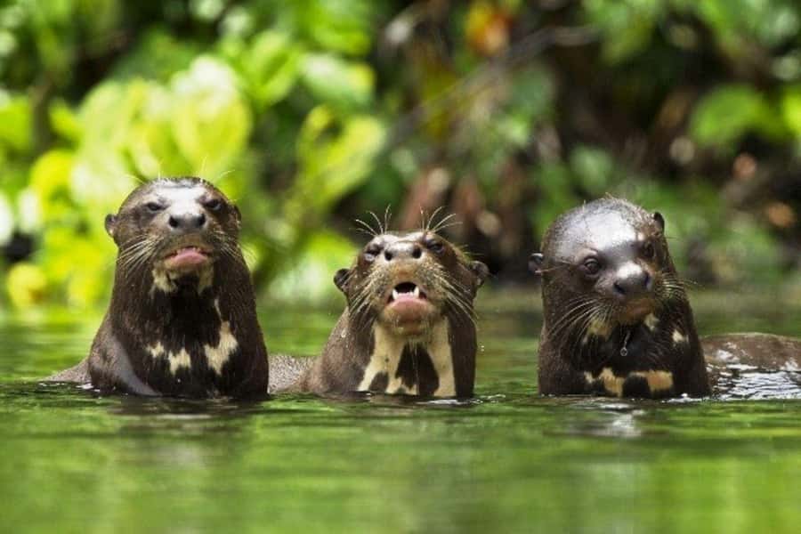 From Cusco: 4-Day Manu National Park Guided Tour - Guide quality makes or breaks wildlife days