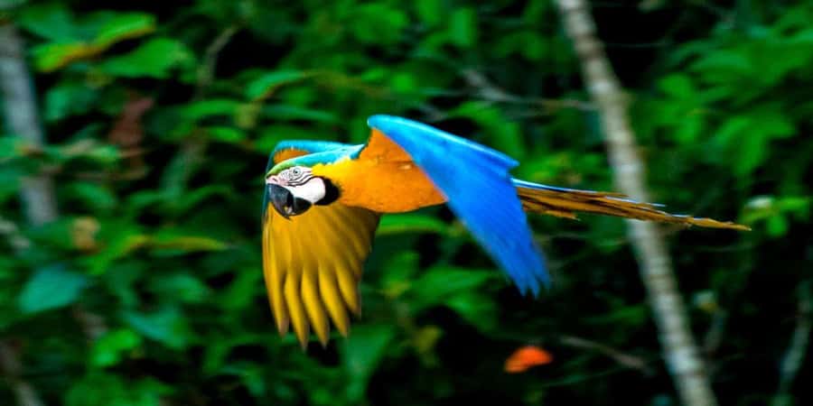 From Cusco: 4 Day Puerto Maldonado Sandoval Lake Excursion - Key things to know before you go