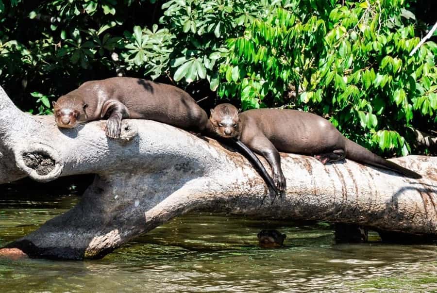 From Cusco: 4 Day Puerto Maldonado Sandoval Lake Excursion - Price and what $430 buys you (and what it doesn’t)