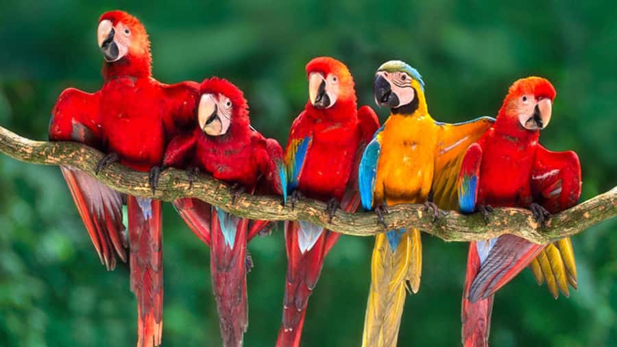 From Cusco: 4 Day Puerto Maldonado Sandoval Lake Excursion - Monkey House and Monkey Island: fun photos, but manage the odds