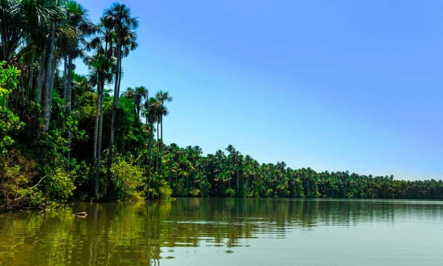 From Cusco: 4 Day Puerto Maldonado Sandoval Lake Excursion - Day 2 in Tambopata: Sandoval Lake canoeing and a focused fishing session