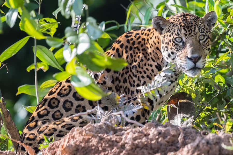 From Cusco: 4 Day Puerto Maldonado Sandoval Lake Excursion - Guides, wildlife odds, and how to get the most from your sightings