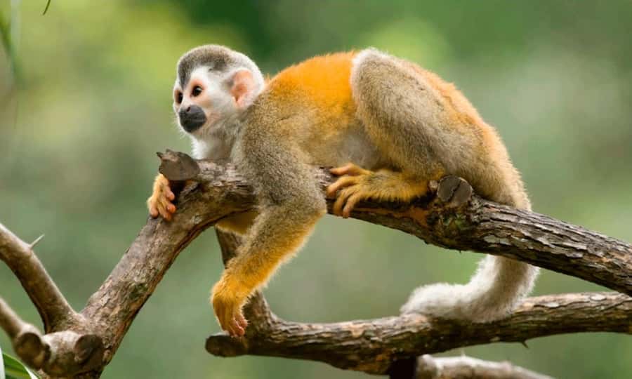 From Cusco: 4 Day Puerto Maldonado Sandoval Lake Excursion - Who should book this Amazon trip, and who should think twice