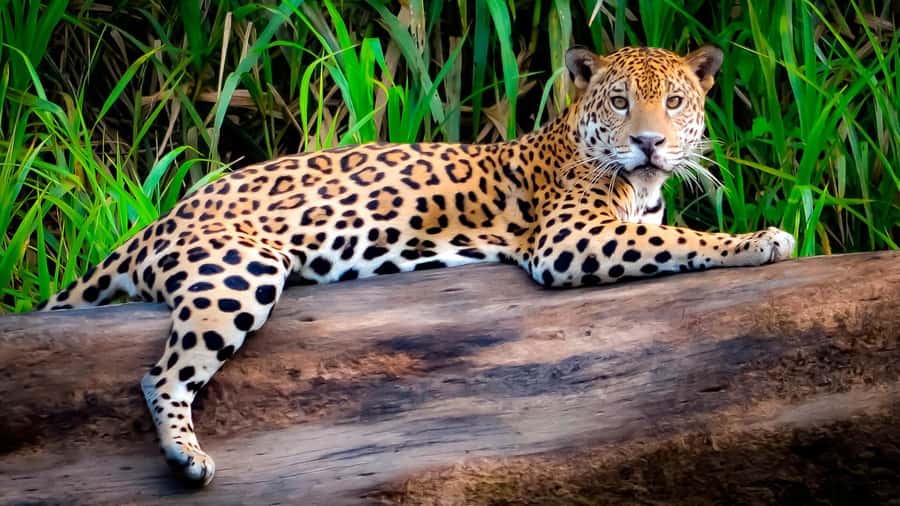 From Cusco: 4 Day Puerto Maldonado Sandoval Lake Excursion - The Cusco to Puerto Maldonado start: what to expect on Day 1