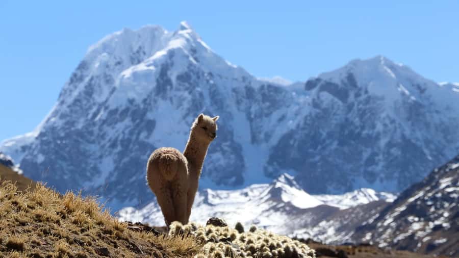 From Cusco: Ausangate Route - 7 Lagoons Tour + Meals - Group Pacing, Navigation, and How to Avoid a Rough Day