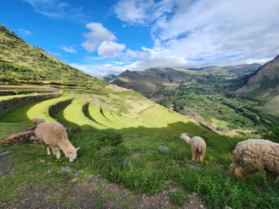 From Cusco: Chinchero, Moray, Maras, Ollantaytambo and Pisaq - Maras Salt Mines: Thousands Of Small Pools Still In Use