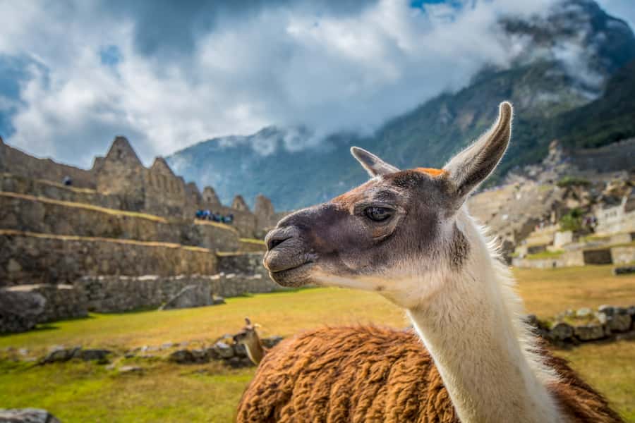 From Cusco: Machu Picchu Full-Day Guided Tour - Bus Up to Machu Picchu: Where Weather and Timing Matter