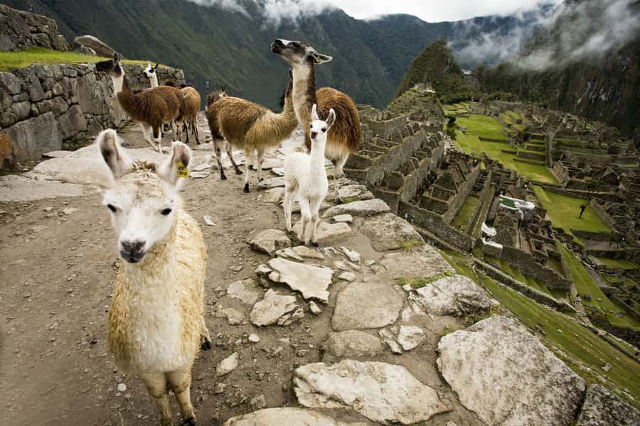 From Cusco: Machu Picchu Private Day Trip on Panoramic Train - Should you book it?