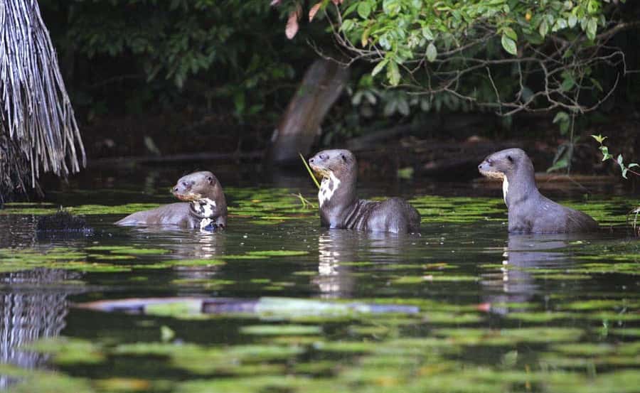 From Cusco: Manu National Park 3 Day Tour - Day 3: Speedboat run to the parrot clay lick, then back to Cusco