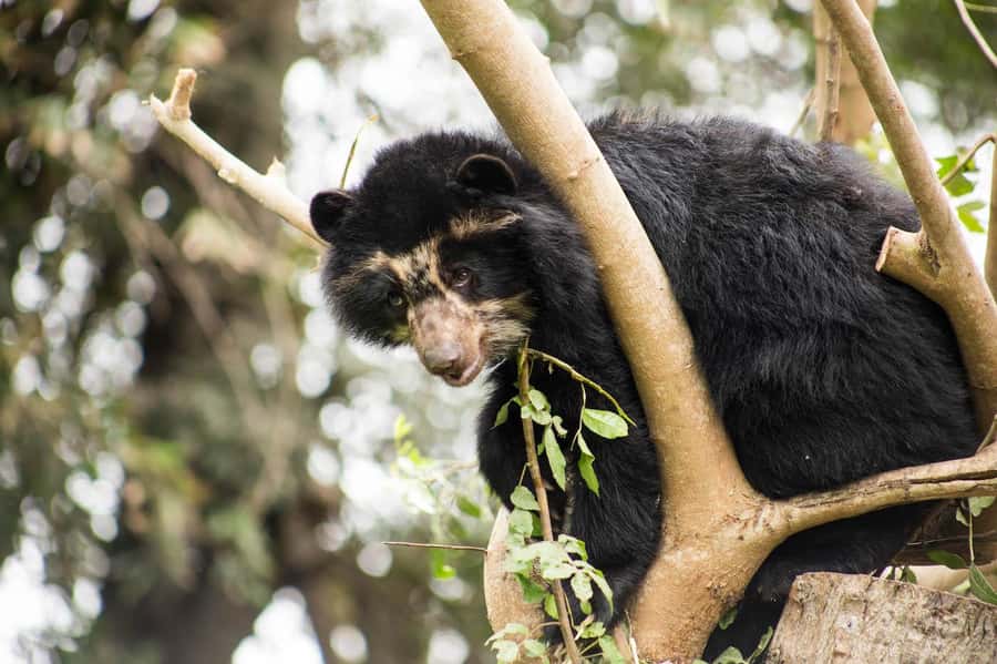 From Cusco: Manu National Park Tour & Accommodation 3 Days - Who this Manu 3-day trip suits best