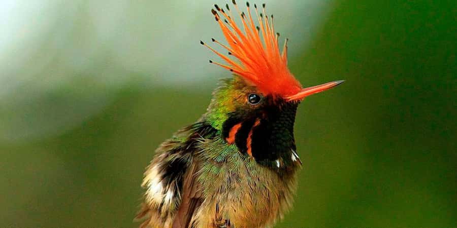 From Cusco: Manu National Park Tour & Accommodation 3 Days - From Cusco into the Manu zone, you start with history and end with animals