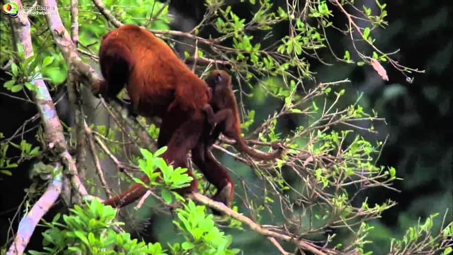 From Cusco: Manu National Park Tour & Accommodation 3 Days - Day 2: the Alto Madre de Dios River plus Machuhuasi Oxbow Lagoon