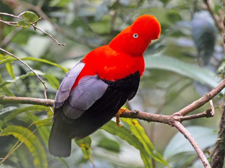 From Cusco: Manu National Park Tour & Accommodation 3 Days - Day 3 back toward Cusco: medicinal plants and cloud forest wildlife checks
