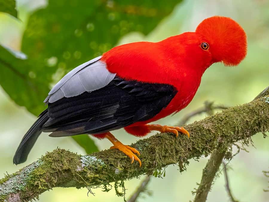 From Cusco: Manu National Park Tour & Accommodation 3 Days - What you should look for: wildlife targets by time of day