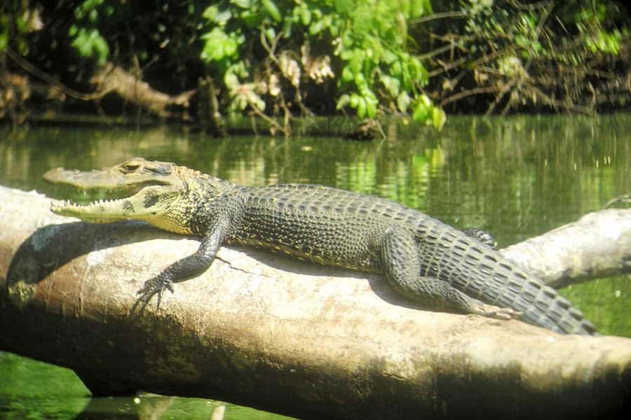From Cusco: Manu National Park Tour & Accommodation 3 Days - Small-group logistics and guide quality that matter in the jungle