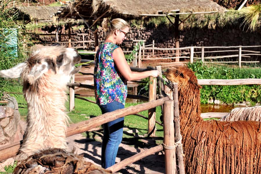 From Cusco: Private Pisac Ruins and Alpaca Farm Day Trip - Why This Private Tour Works So Well in Cusco Region