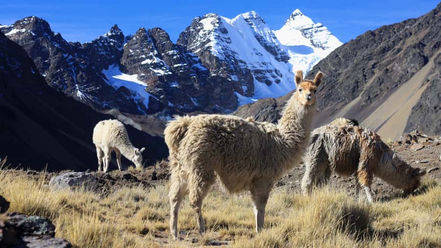 From Cusco: Rainbow Mountain Trek - Rainbow Mountain (Vinicunca): Seven Colors Explained, Plus Photo Timing