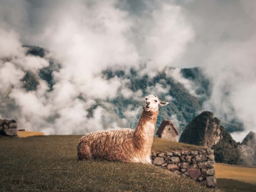 From Cusco: Sacred Valley & Machu Picchu 2-Day Tour by Train - Train back to Ollantaytambo and the ride home to Cusco