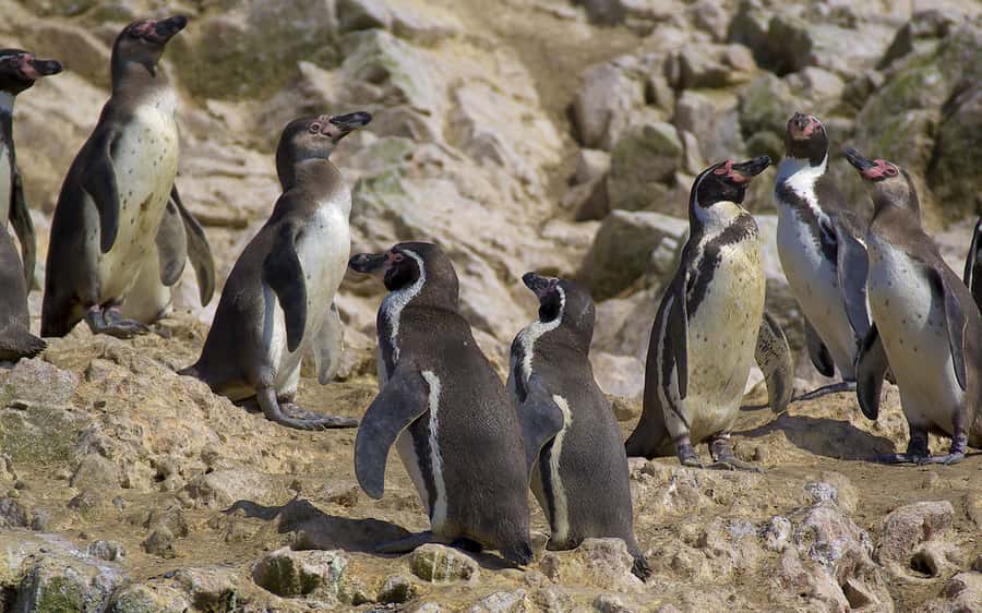 From Huacachina: Ballestas and Paracas Reserve - GROUP TOUR - Key points to know before you go