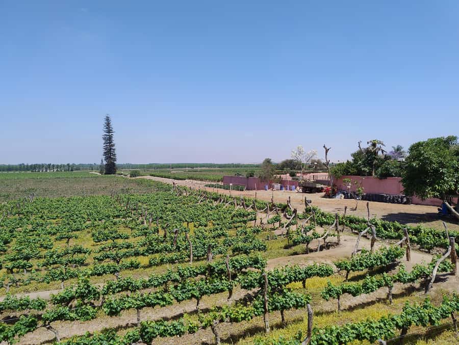 From Ica or Huacachina: Tour to Tacama Vineyard and Artisanal Winery. - Key things I’d watch for