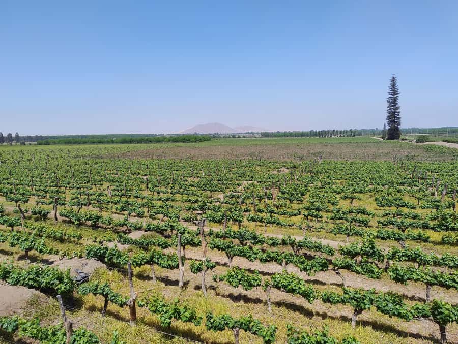 From Ica or Huacachina: Tour to Tacama Vineyard and Artisanal Winery. - Entering the Tacama grounds, the oldest winery in South America