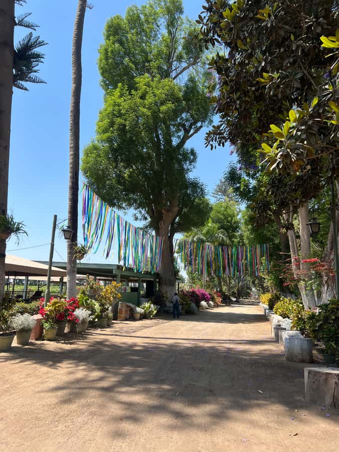 From Ica or Huacachina: Tour to Tacama Vineyard and Artisanal Winery. - Price and logistics: what $25 gets you, and what costs extra