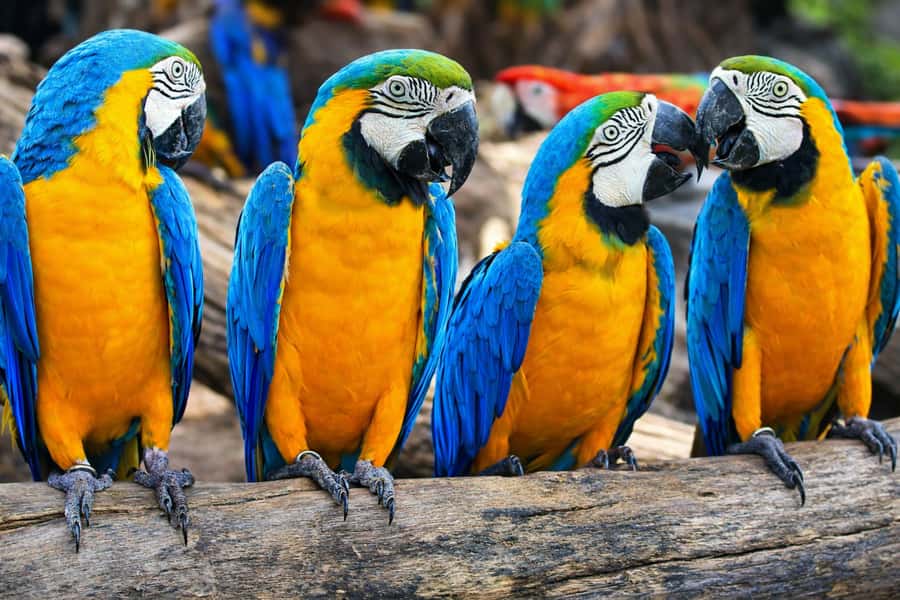 From Iquitos: 3-Day Amazon Jungle Adventure Trip - The 10 AM Start, Pickup Zone, and the Nanay to Amazon Boat Run