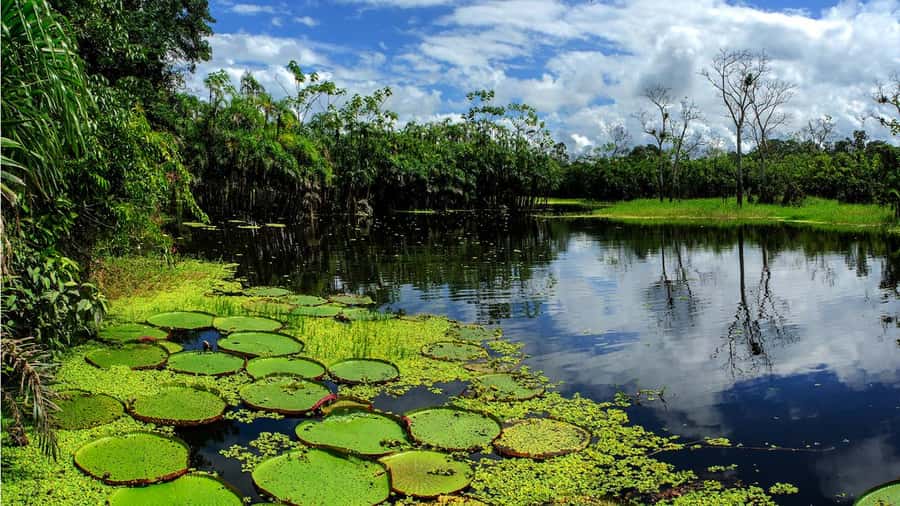 From Iquitos: Full day tour in the Peruvian jungle - The natural reserve and Victoria regia water lilies