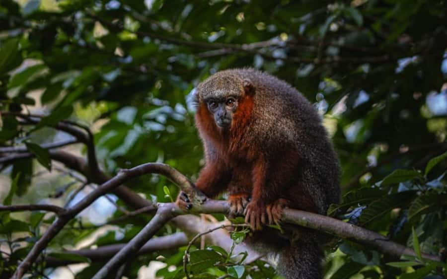 From Iquitos: Full day tour in the Peruvian jungle - Price and value: is $133 worth a 10-hour Amazon day?