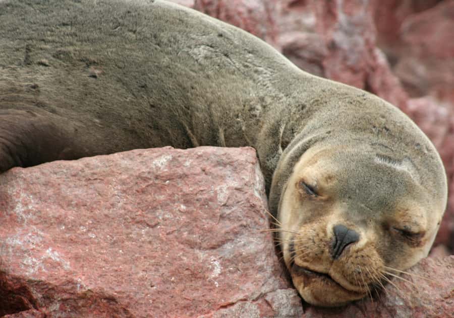 From Lima 2 days 1 night, Ballestas,Huacachina & Nazca lines - Price and value: where the $565 per person really goes