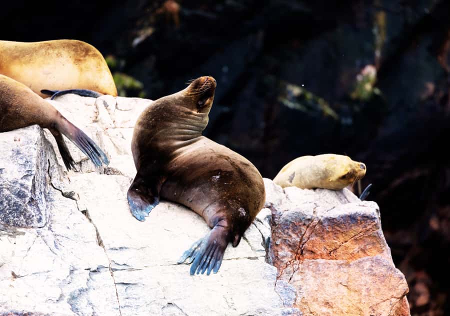 From Lima 2 days 1 night, Ballestas,Huacachina & Nazca lines - Nazca by evening: private transfer and a 3-star superior night